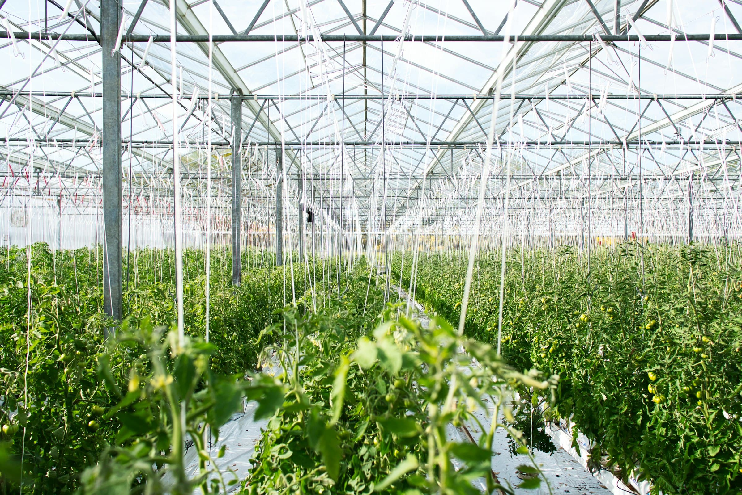 Industrial greenhouse